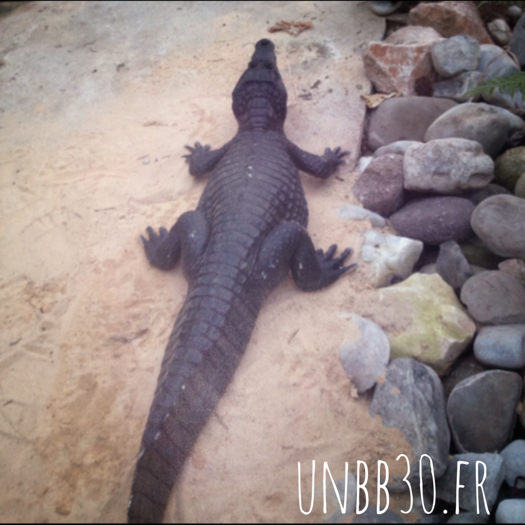 parc phoenix crocodile