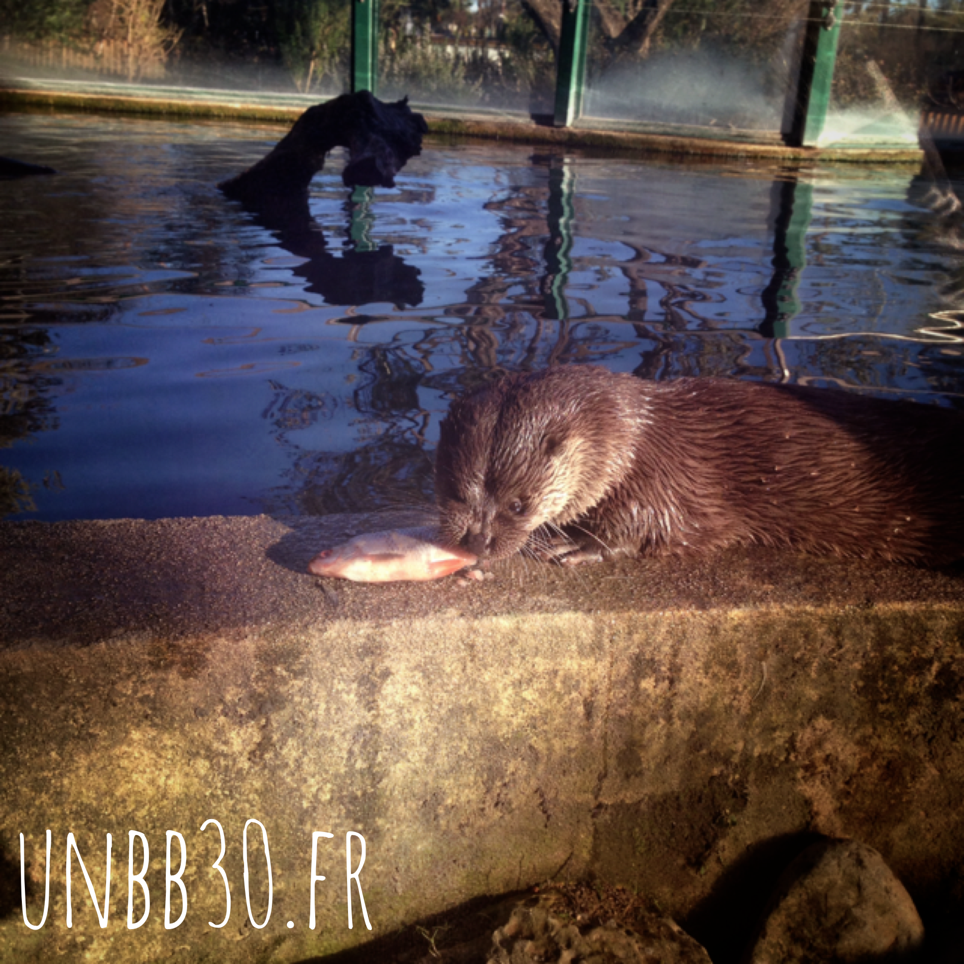 parc phoenix  loutre