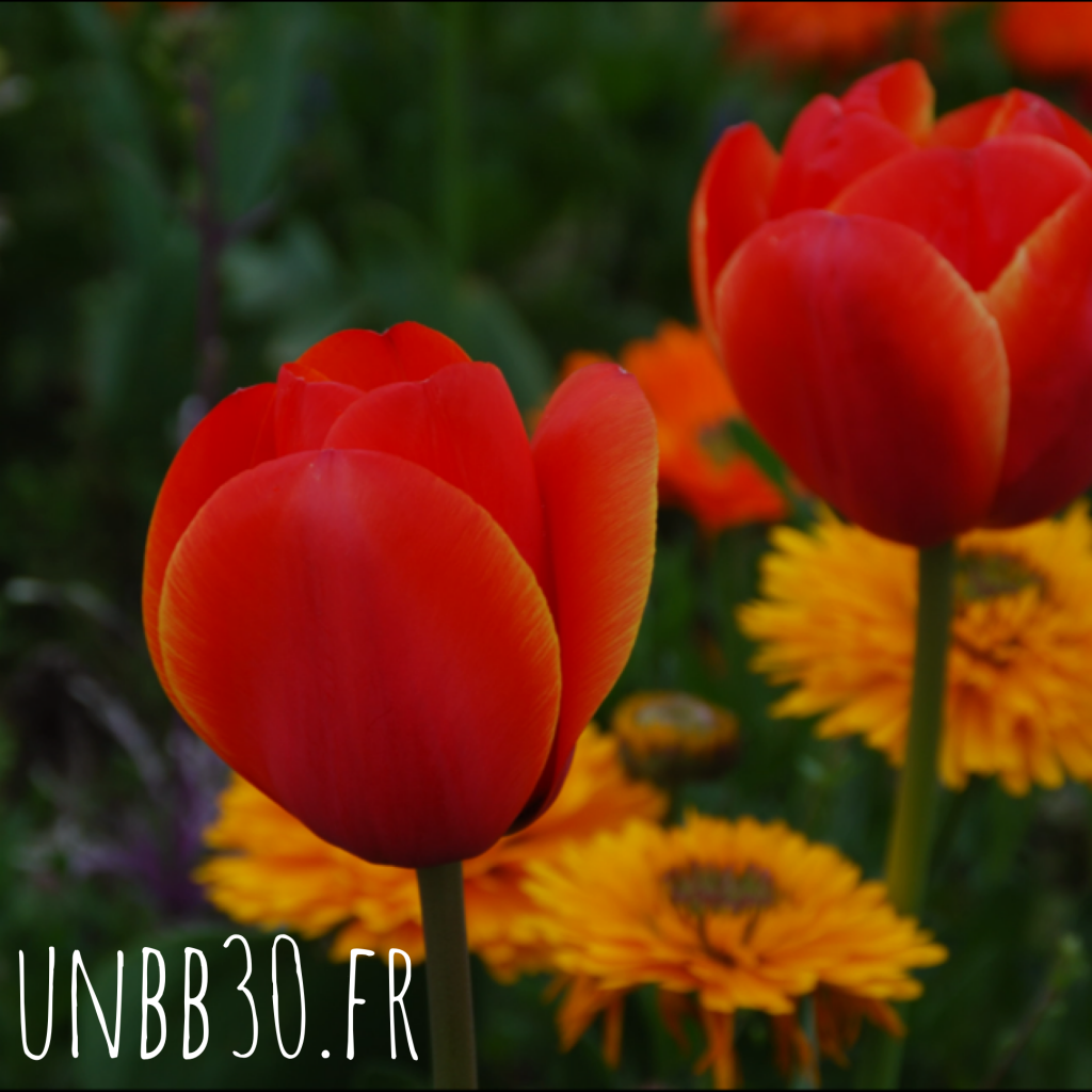 parc phoenix tulipe