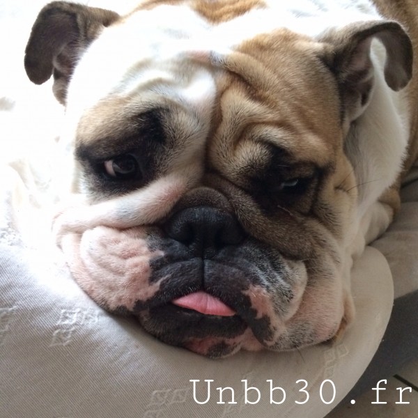 bouledogue