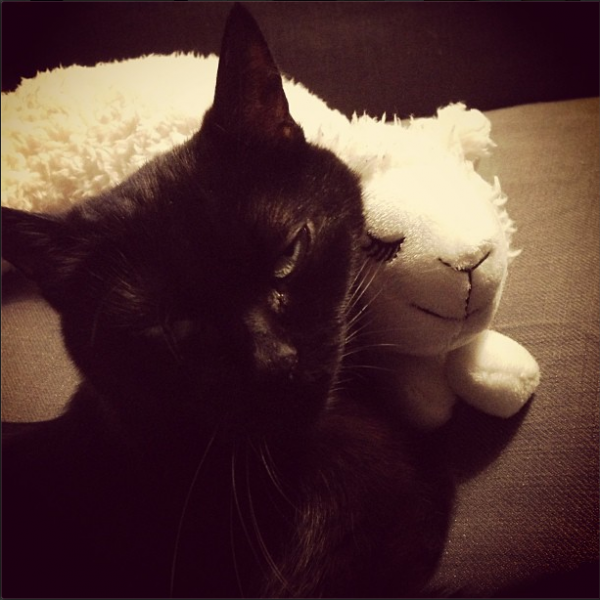 chat noir