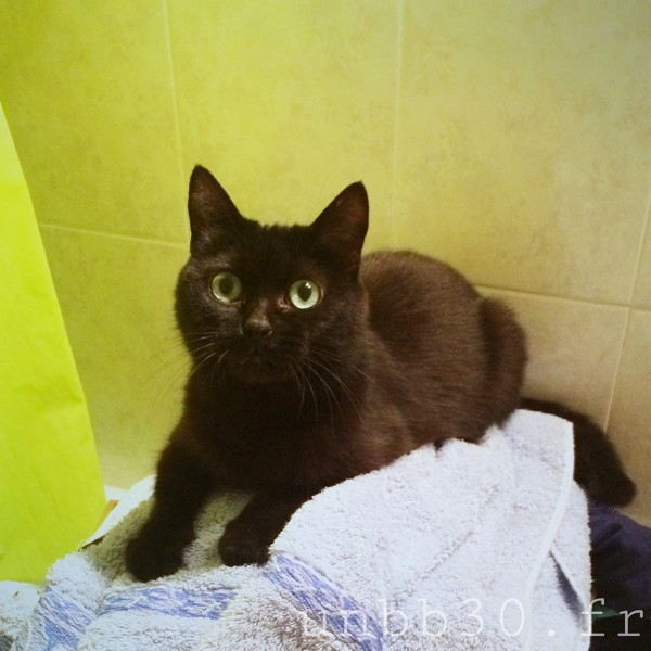 chat noir
