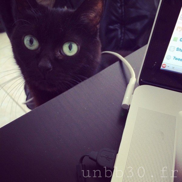chat lolcats