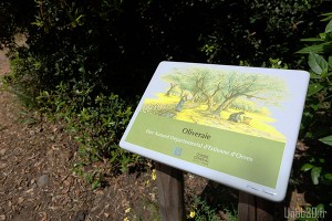 Parc Estienne D'orves oliveraie