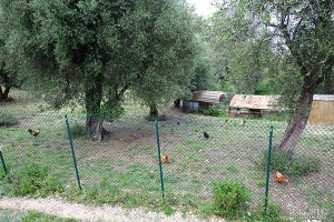 Parc Estienne D'orves poulailler