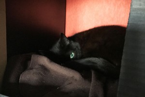 DIY cabane pour chat dans bibliothèque