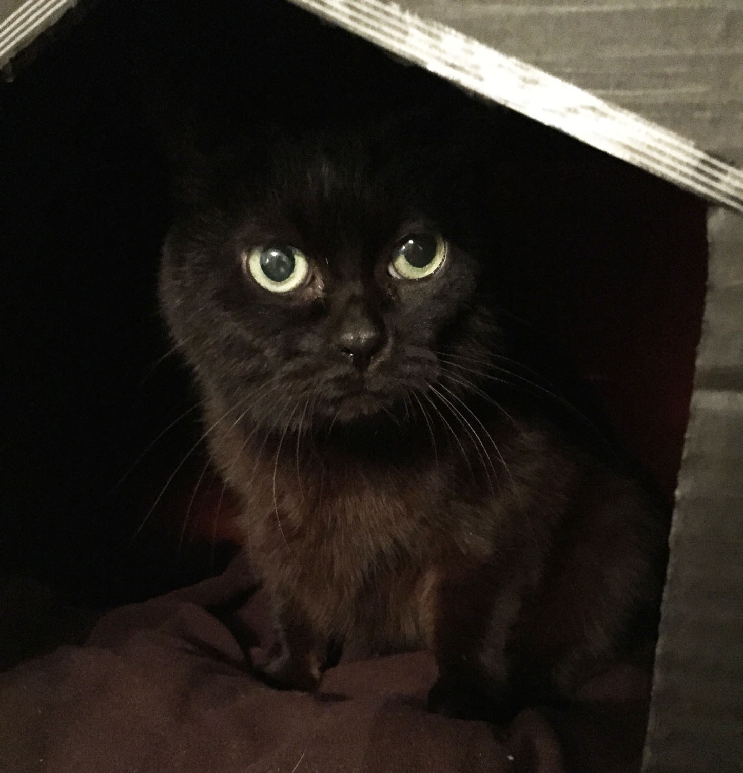 maison pour chat en carton