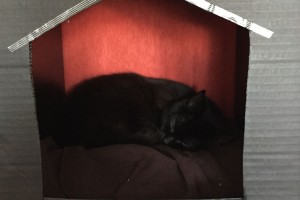 maison pour chat en carton