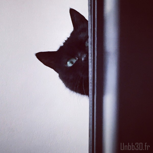 chat noir