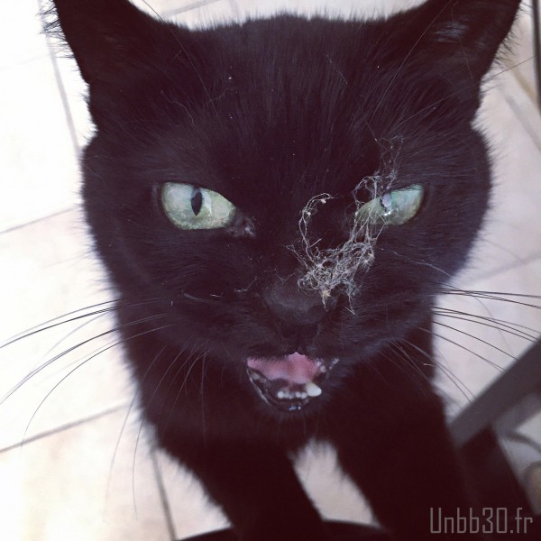 chat noir boulet