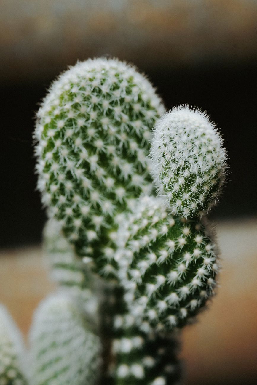 close up of a prickly pear cactus