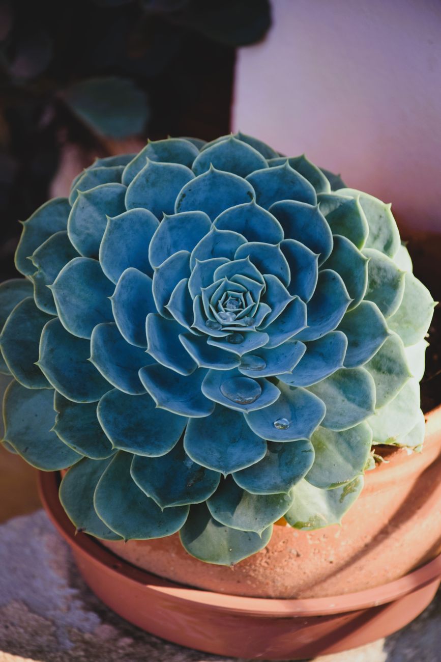 close up of a potted echeveria succulent