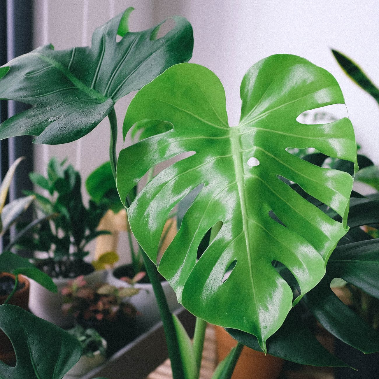 close up of green leaf