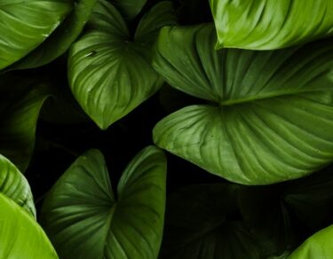 lush green tropical leaves in natural light