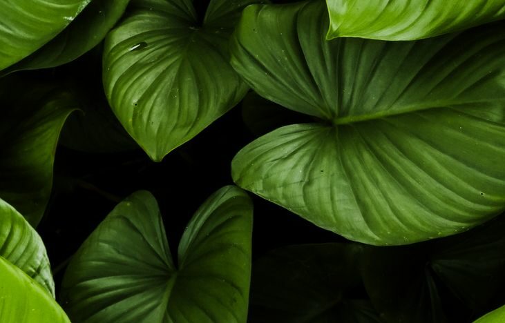 lush green tropical leaves in natural light