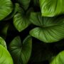 lush green tropical leaves in natural light