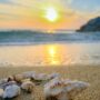serene beach sunset with seashells